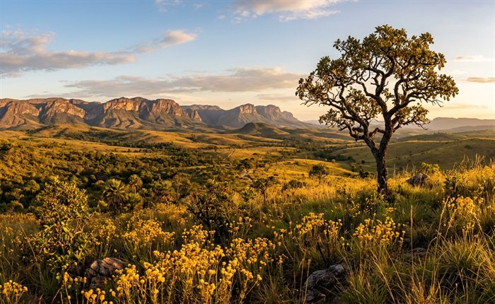 ONLINE: CONSERVAÇÃO E BIODIVERSIDADE DO CERRADO